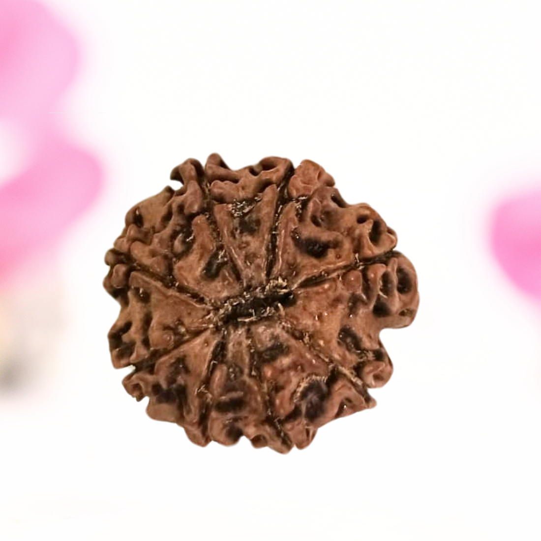 8 Mukhi Nepali Rudraksha - Large