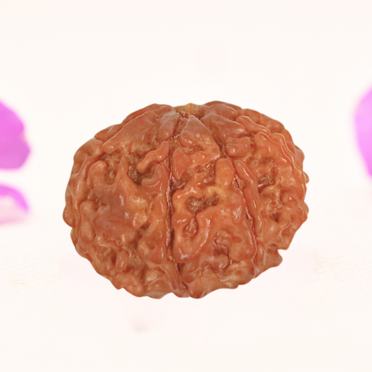 8 Mukhi Nepali Rudraksha - Large