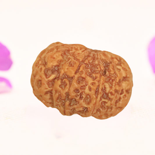 8 Mukhi Nepali Rudraksha - Large