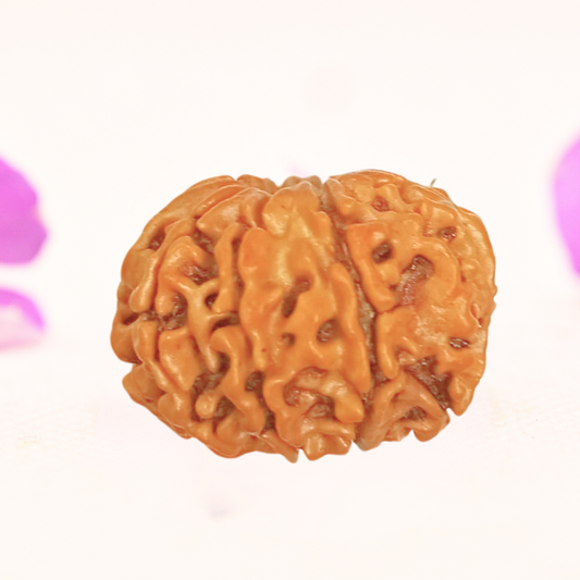 8 Mukhi Nepali Rudraksha - Large