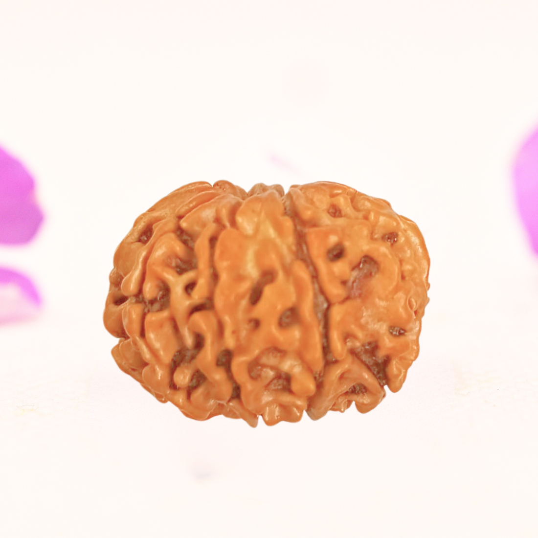 8 Mukhi Nepali Rudraksha - Large