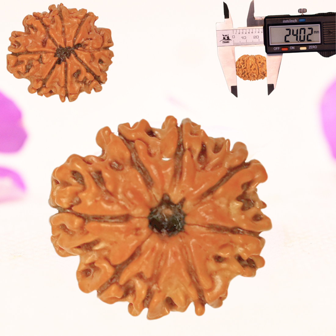 8 Mukhi Nepali Rudraksha - Large