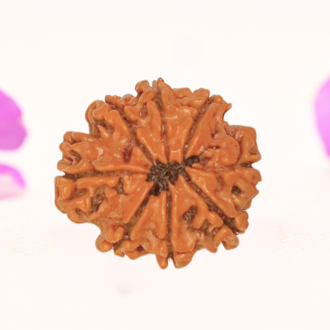 8 Mukhi Nepali Rudraksha - Large