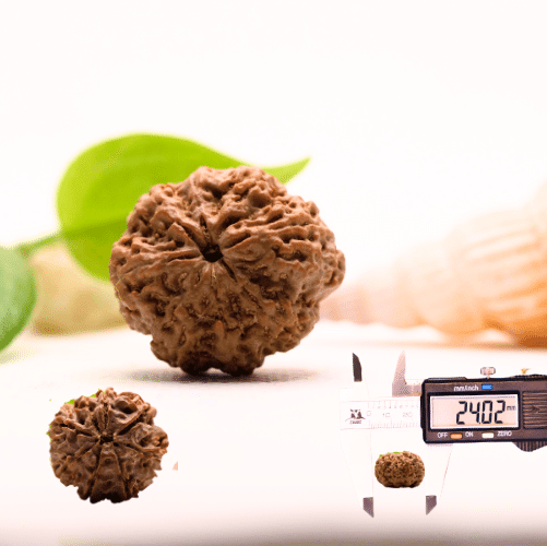 8 Mukhi Nepali Rudraksha - Large