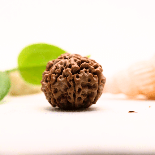 8 Mukhi Nepali Rudraksha - Large