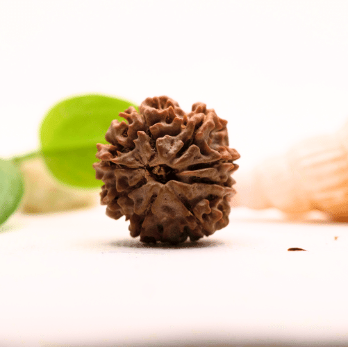 8 Mukhi Nepali Rudraksha - Large