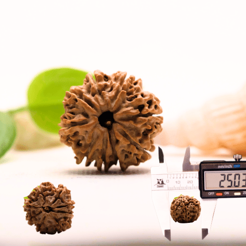 8 Mukhi Nepali Rudraksha