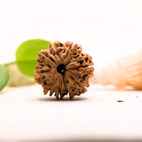 8 Mukhi Nepali Rudraksha - Large