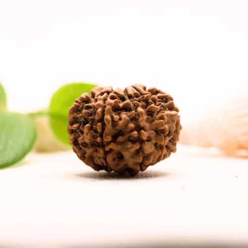8 Mukhi Nepali Rudraksha - Large
