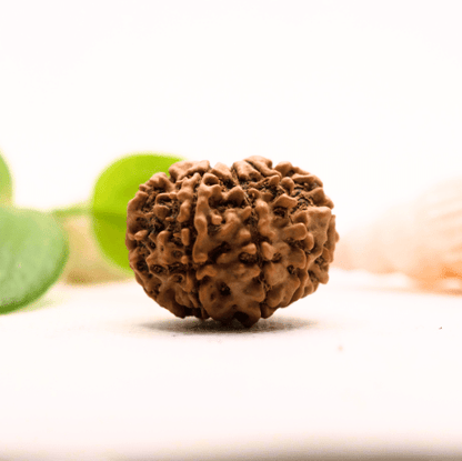 8 Mukhi Nepali Rudraksha - Large