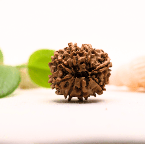 8 Mukhi Nepali Rudraksha - Large