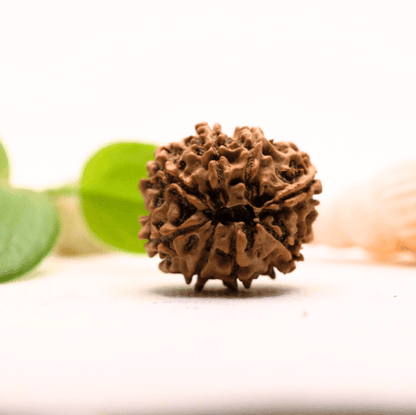 8 Mukhi Nepali Rudraksha - Large