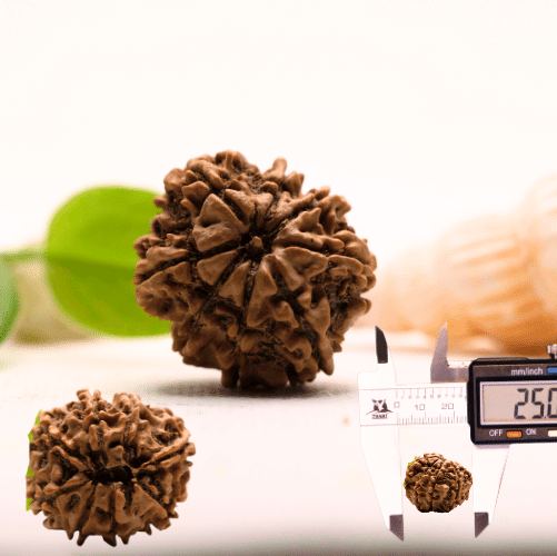 8 Mukhi Nepali Rudraksha - Large