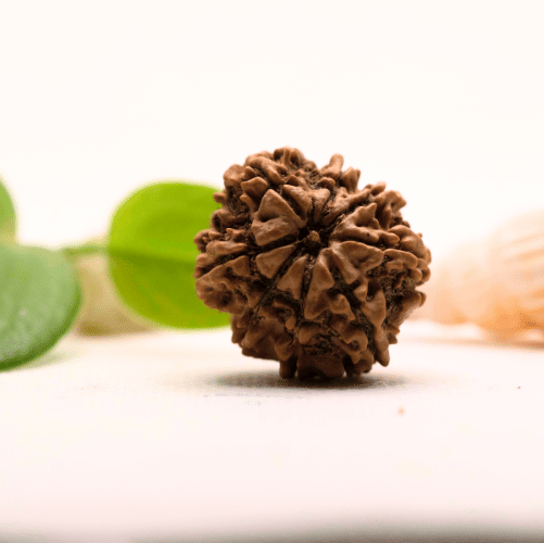 8 Mukhi Nepali Rudraksha - Large