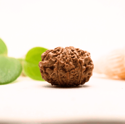 8 Mukhi Nepali Rudraksha - Collector