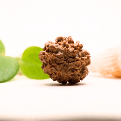 8 Mukhi Nepali Rudraksha - Collector