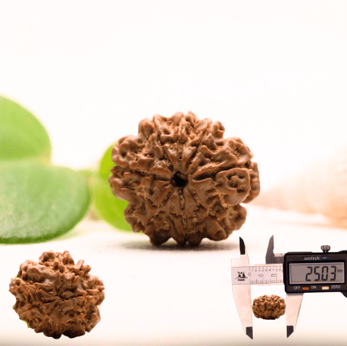 8 Mukhi Nepali Rudraksha - Collector