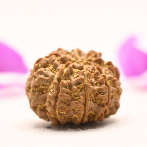 8 Mukhi Nepali Rudraksha - Large