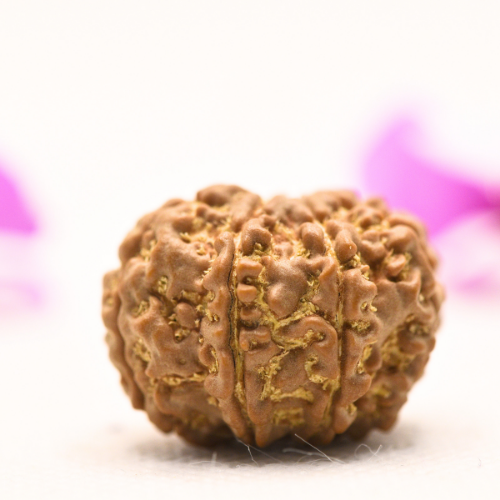 8 Mukhi Nepali Rudraksha - Large