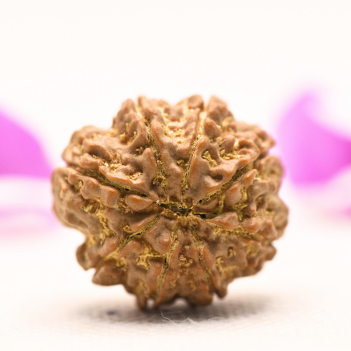 8 Mukhi Nepali Rudraksha - Large