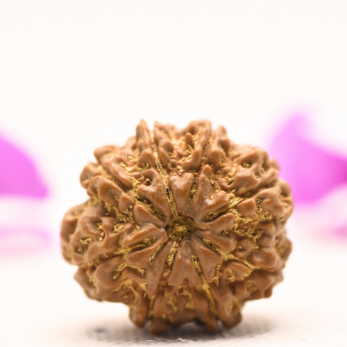 8 Mukhi Nepali Rudraksha - Large