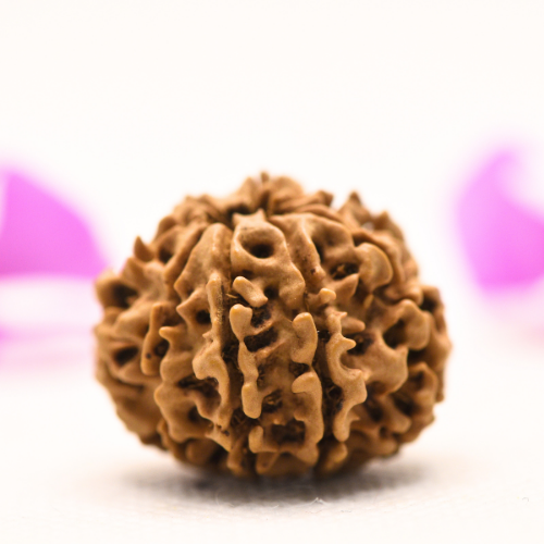 8 Mukhi Nepali Rudraksha - Large