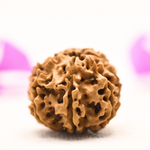 8 Mukhi Nepali Rudraksha - Large
