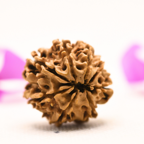 8 Mukhi Nepali Rudraksha - Large