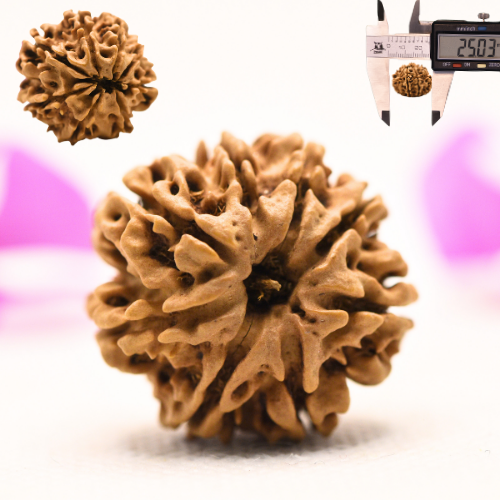8 Mukhi Nepali Rudraksha - Large