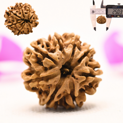 8 Mukhi Nepali Rudraksha - Large