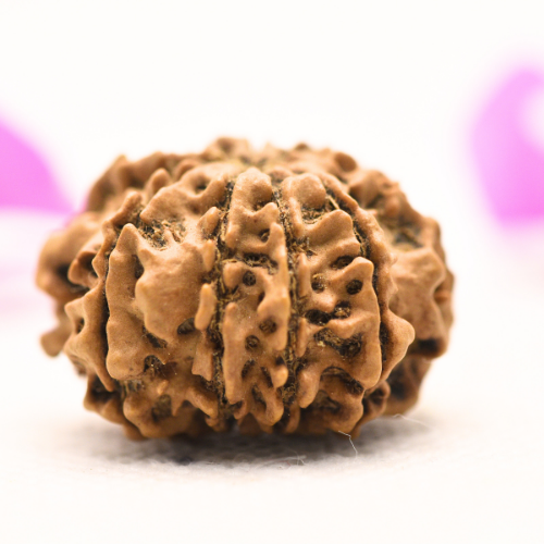 8 Mukhi Nepali Rudraksha - Large