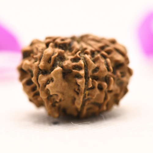 8 Mukhi Nepali Rudraksha - Large