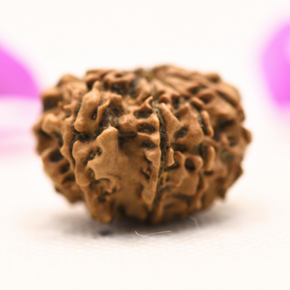 8 Mukhi Nepali Rudraksha - Large