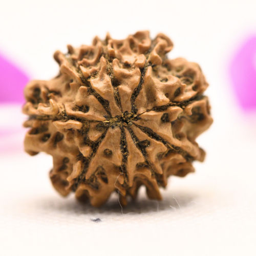8 Mukhi Nepali Rudraksha - Large