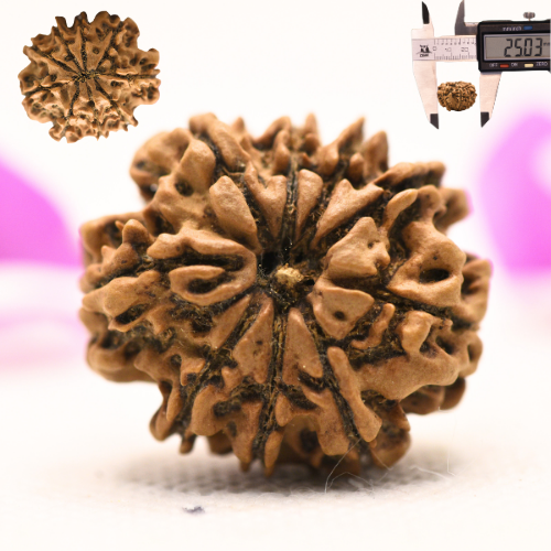 8 Mukhi Nepali Rudraksha - Large