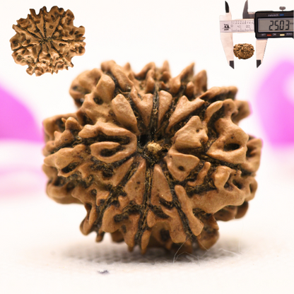 8 Mukhi Nepali Rudraksha - Large