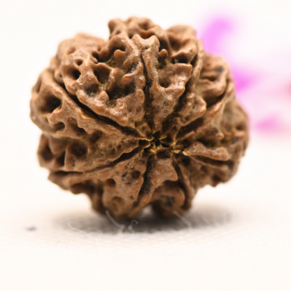 8 Mukhi Nepali Rudraksha - Large