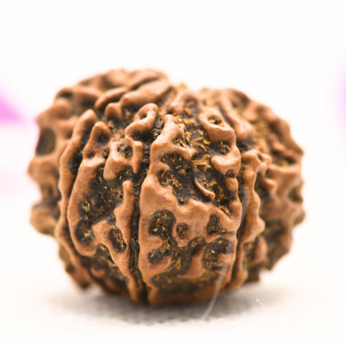8 Mukhi Nepali Rudraksha - Large