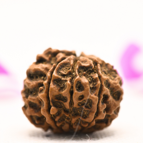 8 Mukhi Nepali Rudraksha - Large