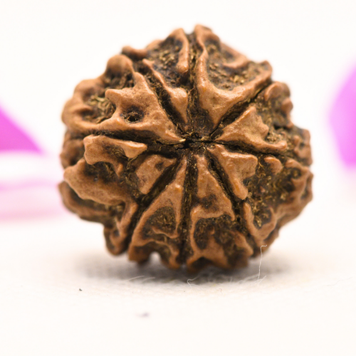 8 Mukhi Nepali Rudraksha - Large