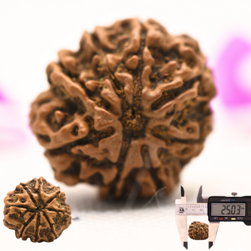 8 Mukhi Nepali Rudraksha - Large