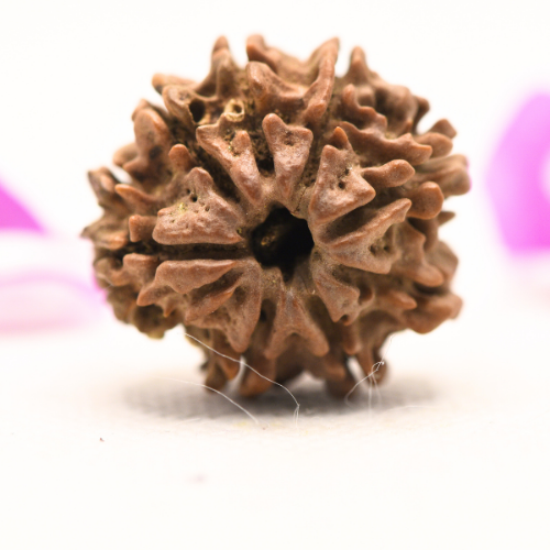 8 Mukhi Nepali Rudraksha - Large