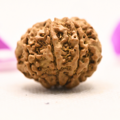 8 Mukhi Nepali Rudraksha - Large