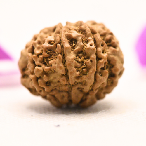 8 Mukhi Nepali Rudraksha - Large