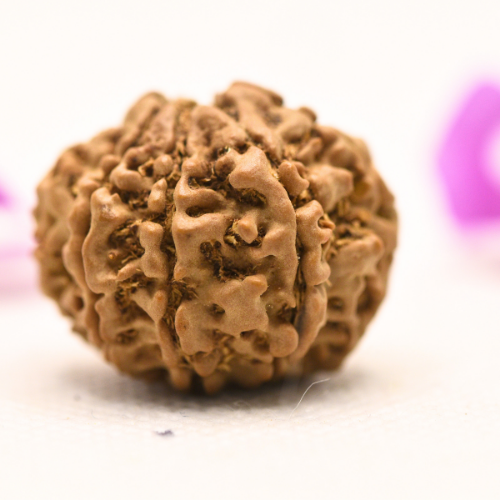 8 Mukhi Nepali Rudraksha - Large