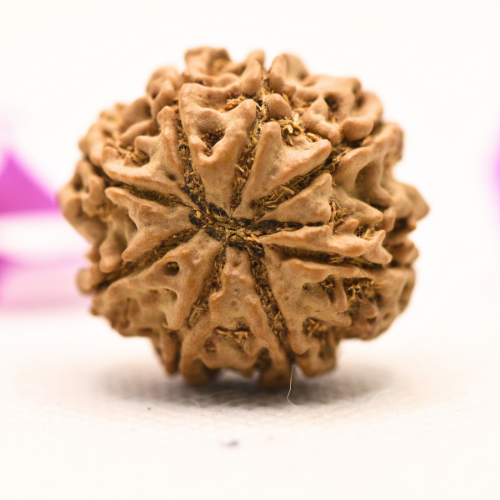 8 Mukhi Nepali Rudraksha - Large