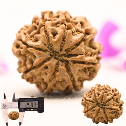 8 Mukhi Nepali Rudraksha - Large