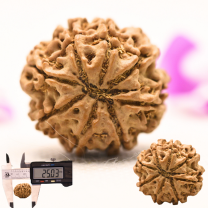 8 Mukhi Nepali Rudraksha - Large