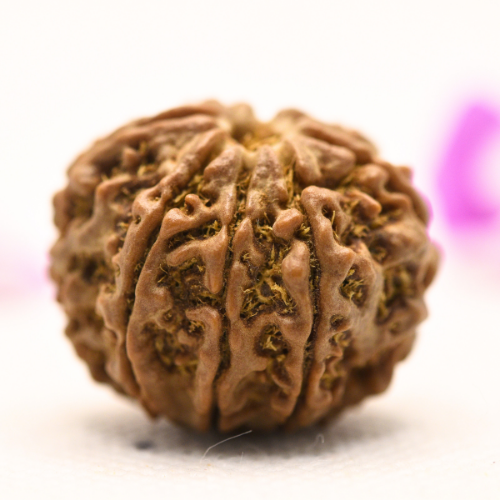 8 Mukhi Nepali Rudraksha - Large