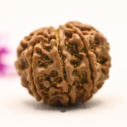 8 Mukhi Nepali Rudraksha - Large